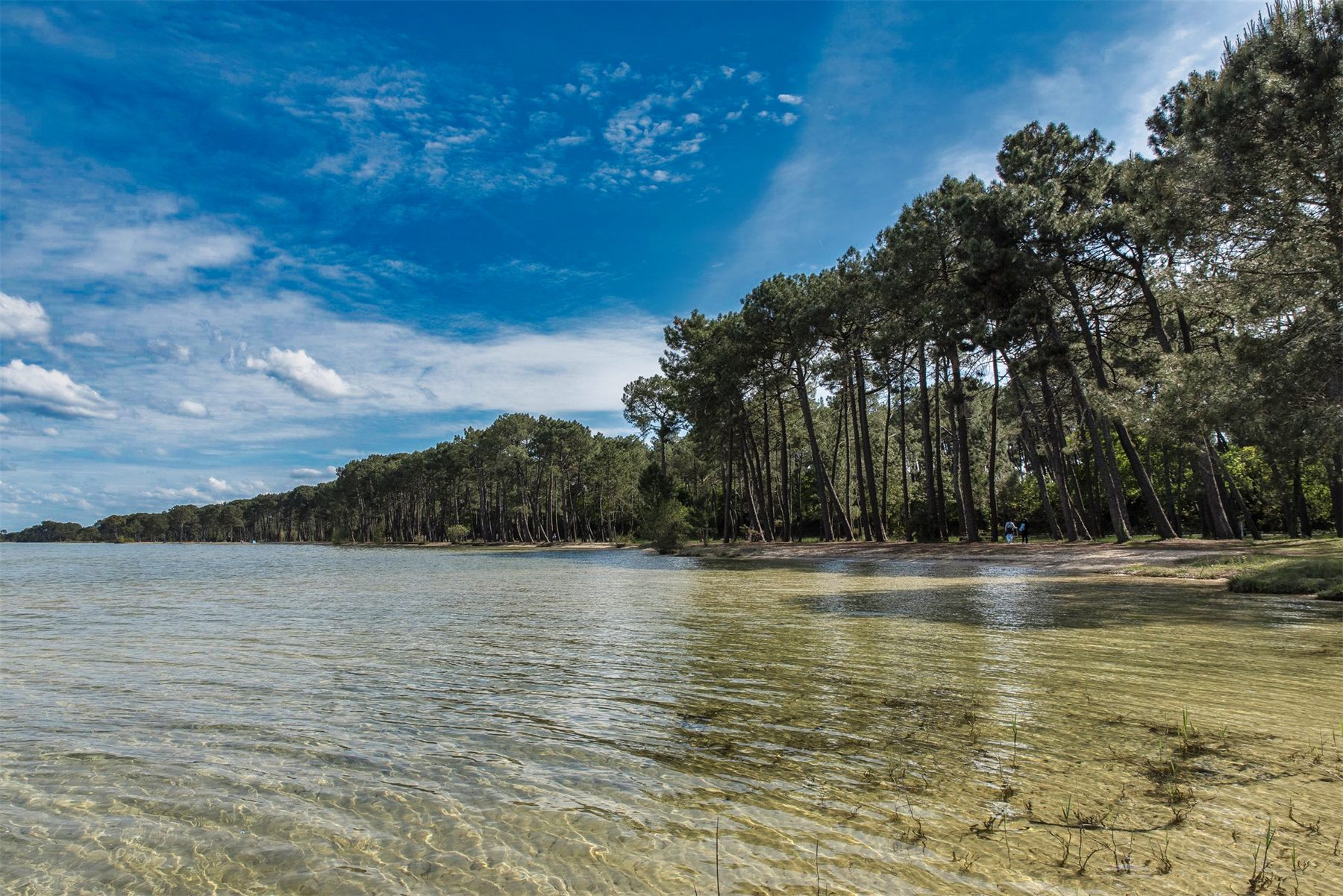 Les pins landais penchés au-dessus de l'eau claire du lac de Biscarrosse-Parentis